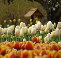 Tulip Top Gardens - Accommodation Batemans Bay