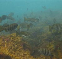 Bunurong Marine and Coastal Park - Accommodation Batemans Bay
