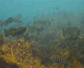 Bunurong Marine And Coastal Park - Accommodation Batemans Bay 0