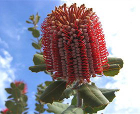 Discovery Bay Tourism Experience - Accommodation Batemans Bay 2