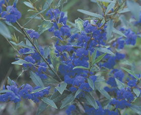 Kalamunda National Park - Accommodation Batemans Bay 2