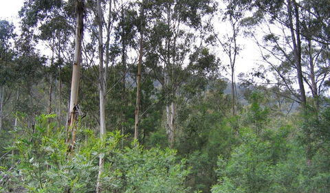 Bangadilly National Park - Accommodation Batemans Bay 1