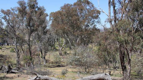 Remembrance Nature Park - Accommodation Batemans Bay 2