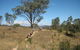 Kambah Pool To Pine Island - thumb 3