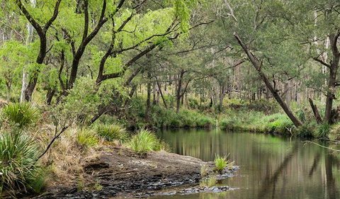 Koreelah National Park - Accommodation Batemans Bay 1