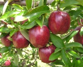 Top 40 Orchard - Accommodation Batemans Bay 0