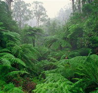 Tarra Bulga National Park - Accommodation Batemans Bay