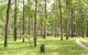 Nymboida National Park - thumb 2