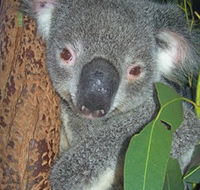Hunter Valley Zoo - Accommodation Batemans Bay