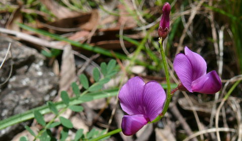Cathedral Rock National Park - Accommodation Batemans Bay 3