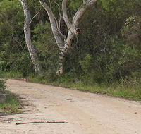 Riverview walking track - Accommodation Batemans Bay
