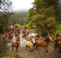 Glenworth Valley Horse Riding - Accommodation Batemans Bay