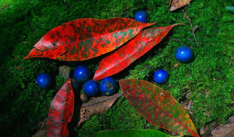 Toonumbar National Park - Accommodation Batemans Bay 2