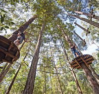 TreeTop Adventure Park Central Coast - Accommodation Batemans Bay