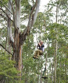 TreeTop Adventure Park Central Coast - Accommodation Batemans Bay 2