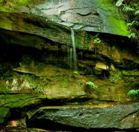Strickland State Forest - Accommodation Batemans Bay