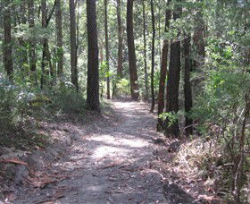 Strickland State Forest - Accommodation Batemans Bay 2