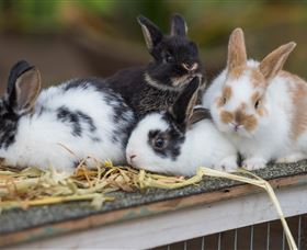 Amazement Farm And Fun Park / Cafe And Farmstay Accommodation - Accommodation Batemans Bay 2