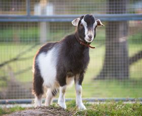 Amazement Farm And Fun Park / Cafe And Farmstay Accommodation - Accommodation Batemans Bay 3