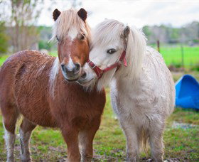Amazement Farm And Fun Park / Cafe And Farmstay Accommodation - Accommodation Batemans Bay 5