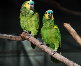 Amazement Farm And Fun Park / Cafe And Farmstay Accommodation - Accommodation Batemans Bay 7