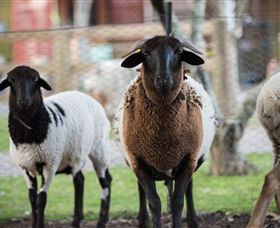 Amazement Farm And Fun Park / Cafe And Farmstay Accommodation - Accommodation Batemans Bay 4