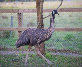 Amazement Farm And Fun Park / Cafe And Farmstay Accommodation - Accommodation Batemans Bay 6