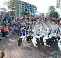 Pelican Feeding - Accommodation Batemans Bay