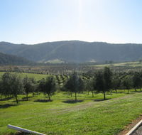 Hastings Valley Olives - Accommodation Batemans Bay