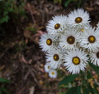 Hastings Forest Way touring route - Accommodation Batemans Bay