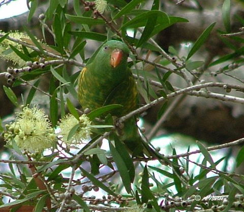 Cooloola Nature - Accommodation Batemans Bay 8