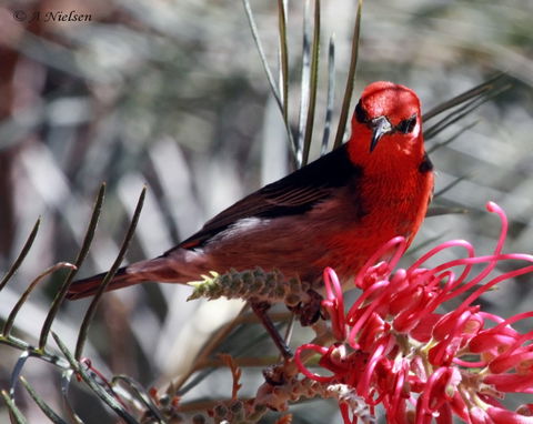 Cooloola Nature - Accommodation Batemans Bay 9
