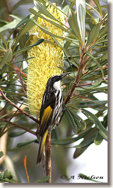 Cooloola Nature - Accommodation Batemans Bay 11