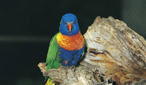 Wyrrabalong National Park - Accommodation Batemans Bay 1