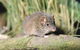 Munmorah State Conservation Area - thumb 0