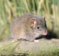 Munmorah State Conservation Area - Accommodation Batemans Bay