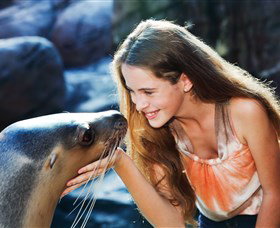 Sea Life Sunshine Coast - Accommodation Batemans Bay 1