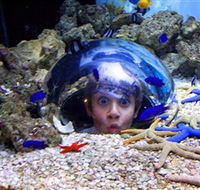 Sea Life Sunshine Coast - Accommodation Batemans Bay