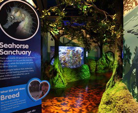 Sea Life Sunshine Coast - Accommodation Batemans Bay 3