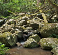 Booyong walking track - Accommodation Batemans Bay