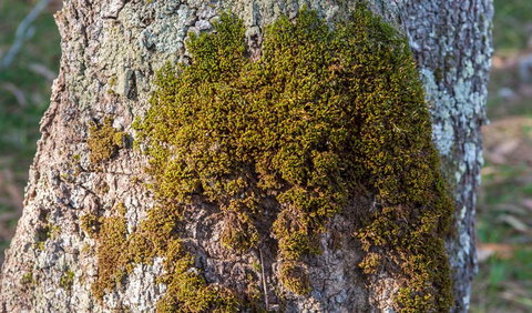 Corramy Regional Park - Accommodation Batemans Bay 2