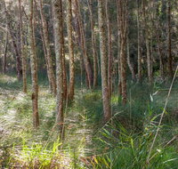Anabranch loop track - Accommodation Batemans Bay