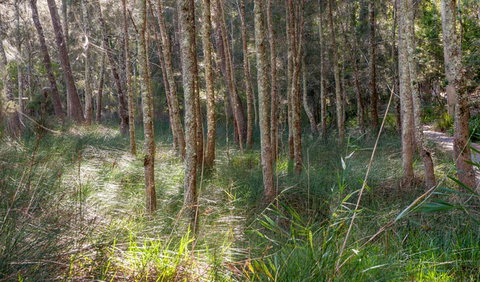 Anabranch Loop Track - Accommodation Batemans Bay 0