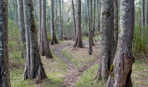 Anabranch Loop Track - Accommodation Batemans Bay 1