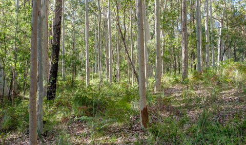 Anabranch Loop Track - Accommodation Batemans Bay 2