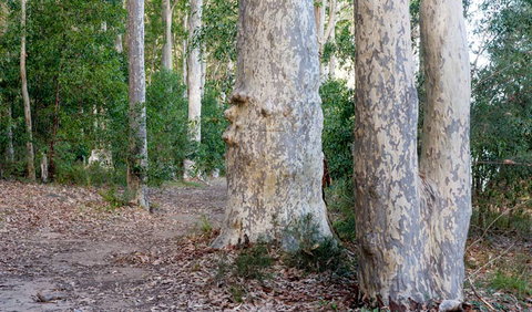 Delta Track - Accommodation Batemans Bay 3