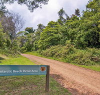 Antarctic Beech picnic area - Accommodation Batemans Bay