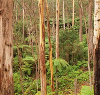 Cycle Mogo State Forest - Accommodation Batemans Bay