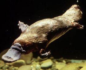 Platypus Pool - Accommodation Batemans Bay 0