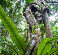 Tamborine Rainforest Skywalk - Accommodation Batemans Bay